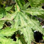 Acer palmatum 'Peve Multicolor' - Érable du Japon