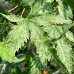 Acer palmatum 'Peve Multicolor' - Érable du Japon
