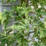 Acer palmatum 'Peve Multicolor' - Érable du Japon