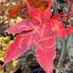 Acer palmatum 'Peve Ollie' - Érable du Japon