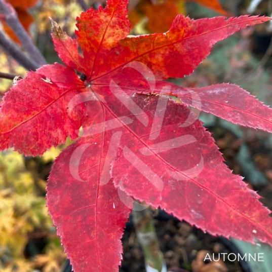 Acer palmatum 'Peve Ollie' - Érable du Japon