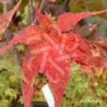 Acer palmatum 'Peve Ollie' - Érable du Japon