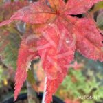 Acer palmatum 'Peve Ollie' - Érable du Japon