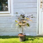 Acer palmatum 'Peve Ollie' - Érable du Japon