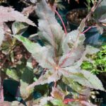 Acer palmatum 'Peve Ollie' - Érable du Japon