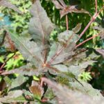 Acer palmatum 'Peve Ollie' - Érable du Japon