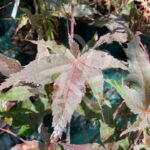 Acer palmatum 'Peve Ollie' - Érable du Japon