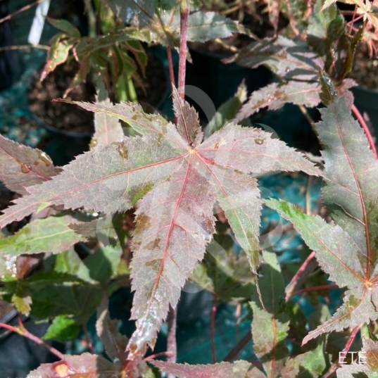 Acer palmatum 'Peve Ollie' - Érable du Japon