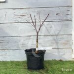 Acer palmatum 'Peve Ollie' - Érable du Japon