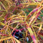 Acer palmatum 'Red Pygmy' - Érable du Japon