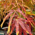 Acer palmatum 'Red Pygmy' - Érable du Japon