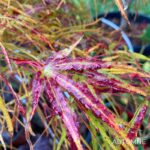Acer palmatum 'Red Pygmy' - Érable du Japon