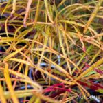Acer palmatum 'Red Pygmy' - Érable du Japon