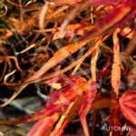 Acer palmatum 'Red Pygmy' - Érable du Japon