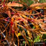 Acer palmatum 'Red Pygmy' - Érable du Japon