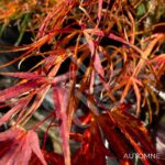 Acer palmatum 'Red Pygmy' - Érable du Japon