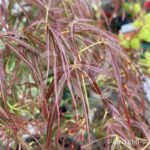 Acer palmatum 'Red Pygmy' - Érable du Japon