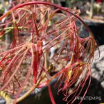 Acer palmatum 'Red Pygmy' - Érable du Japon