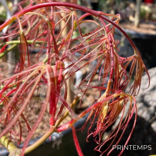 Acer palmatum 'Red Pygmy' - Érable du Japon