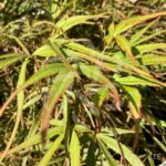 Acer palmatum 'Red Pygmy' - Érable du Japon
