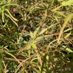 Acer palmatum 'Red Pygmy' - Érable du Japon