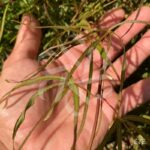 Acer palmatum 'Red Pygmy' - Érable du Japon