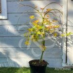 Acer palmatum 'Ryūsen' - Érable du Japon
