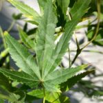 Acer palmatum 'Ryūsen' - Érable du Japon