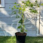 Acer palmatum 'Ryūsen' - Érable du Japon