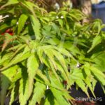 Acer palmatum 'Seiun Kaku' - Érable du Japon