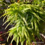 Acer palmatum 'Seiun Kaku' - Érable du Japon