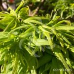 Acer palmatum 'Seiun Kaku' - Érable du Japon