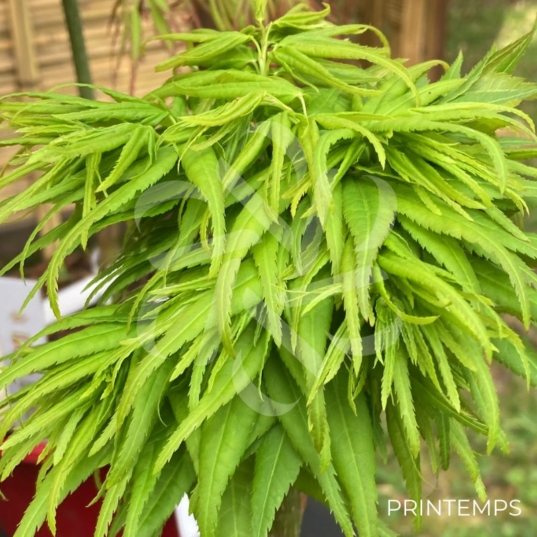 Acer palmatum 'Seiun Kaku' - Érable du Japon