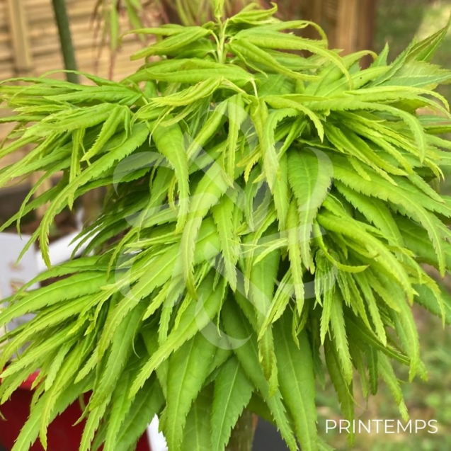 Acer palmatum 'Seiun Kaku' - Érable du Japon