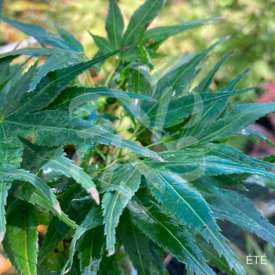 Acer palmatum 'Seiun Kaku' - Érable du Japon