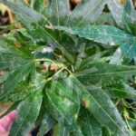 Acer palmatum 'Seiun Kaku' - Érable du Japon