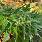 Acer palmatum 'Seiun Kaku' - Érable du Japon