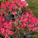 Azalea japonica 'Bollywood'