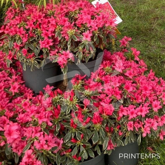 Azalea japonica 'Bollywood'