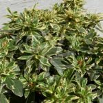 Azalea japonica 'Bollywood'