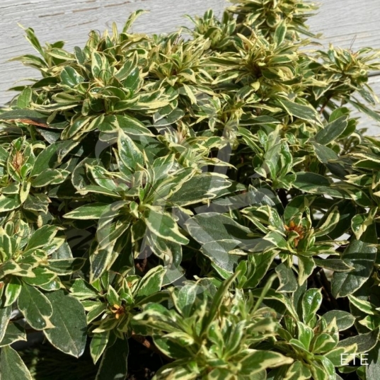 Azalea japonica 'Bollywood'