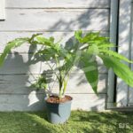 Fatsia Polycarpa 'Green Fingers'