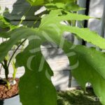 Fatsia Polycarpa 'Green Fingers'
