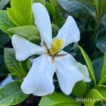 Gardenia jasminoides 'Pinwheel'