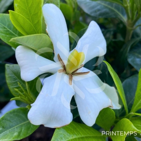 Gardenia jasminoides 'Pinwheel'