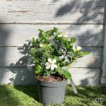 Gardenia jasminoides 'Pinwheel'
