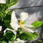 Gardenia jasminoides 'Pinwheel'