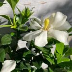 Gardenia jasminoides 'Pinwheel'