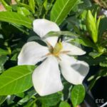 Gardenia jasminoides 'Pinwheel'