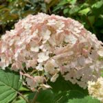 Hydrangea arborescens 'Candybelle Bubblegum'